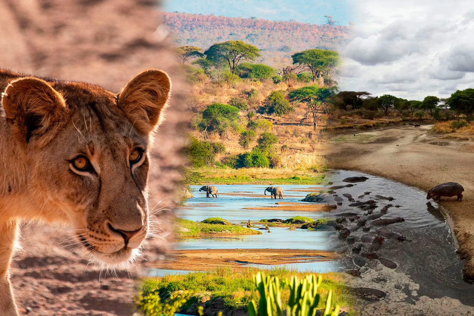 Leoni, zebre, ippopotami e i Big Five da osservare in questi straordinari parchi nazionali di Ruaha e Katavi.