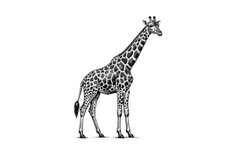 Giraffa nel Parco Nazionale del Tarangire durante un safari fotografico in Tanzania