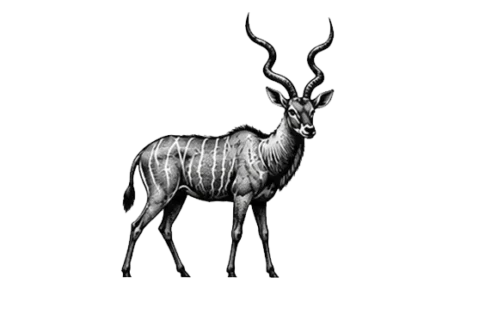 Kudu maggiore nel Parco Nazionale del Tarangire durante un safari fotografico in Tanzania