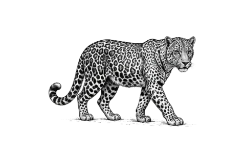 Leopardo nel Parco Nazionale del Tarangire durante un safari fotografico in Tanzania