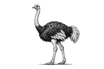 Struzzo africano