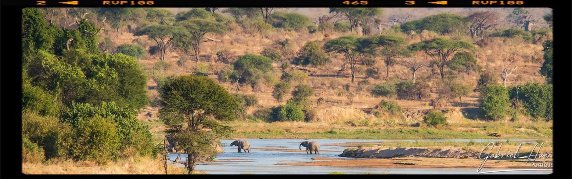 Una coppia di elefanti in lontanzana attraversa il fiume nel parco nazionale di Ruaha in Tanzania