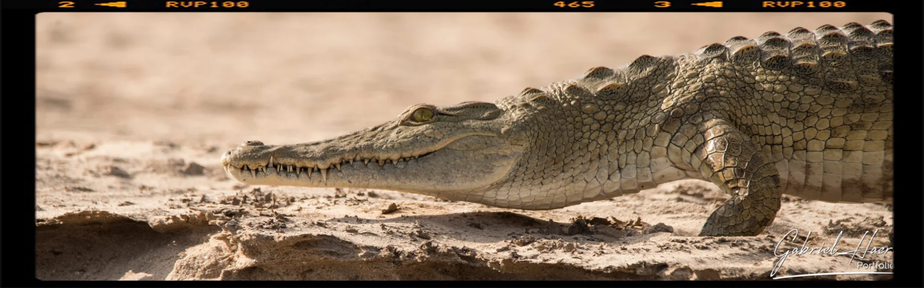 Un grande coccodrillo del nilo sulla sponda del fiume Rufiji nel parco nazionale di Nyerere