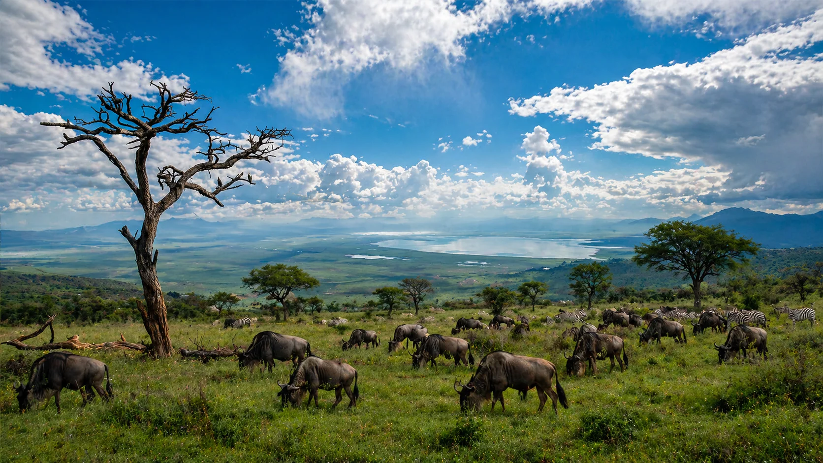 Fusione fotografica del safari nella stagione verde tra Tarangire, Ngorongoro e Serengeti/Ndutu, con paesaggi verdi e fauna africana