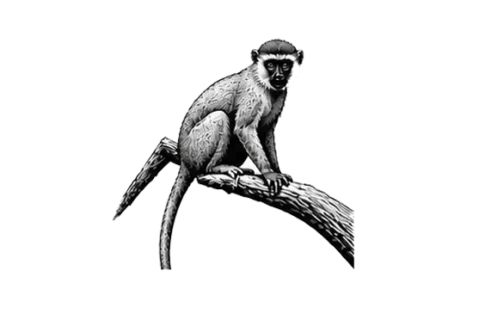 Vervet monkey nel Parco Nazionale del Tarangire durante un safari fotografico in Tanzania