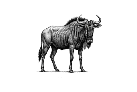 Gnu nel Parco Nazionale del Tarangire durante un safari fotografico in Tanzania