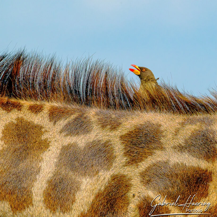 Uccello su una giraffa nel Parco Nazionale del Tarangire durante un safari Grande Migrazione in Tanzania