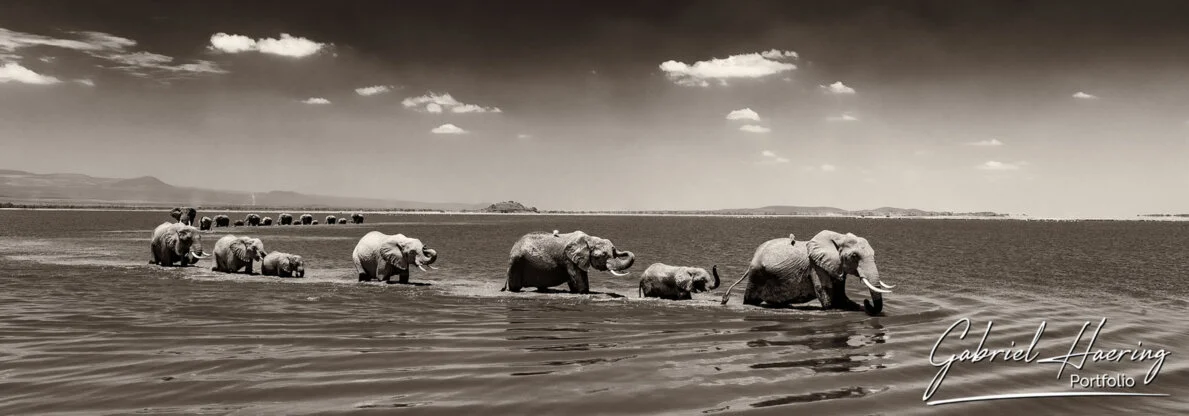 Fotografia in bianco e nero dai toni seppia di due branchi di elefanti che attraversano il lago di Amboseli, in Kenya