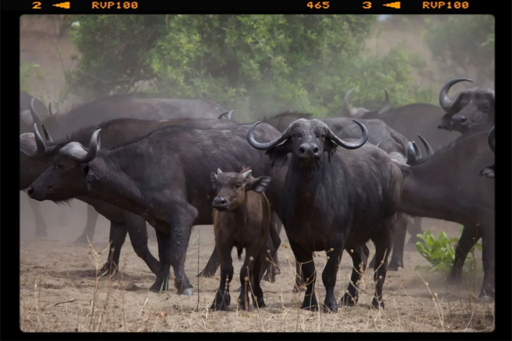 A mum with her cub Buffalo in Katavi National Park