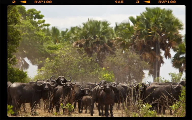 Grandi mandrie di buffali si muovono nelle distese del parco nazionale di katavi in Tanzania