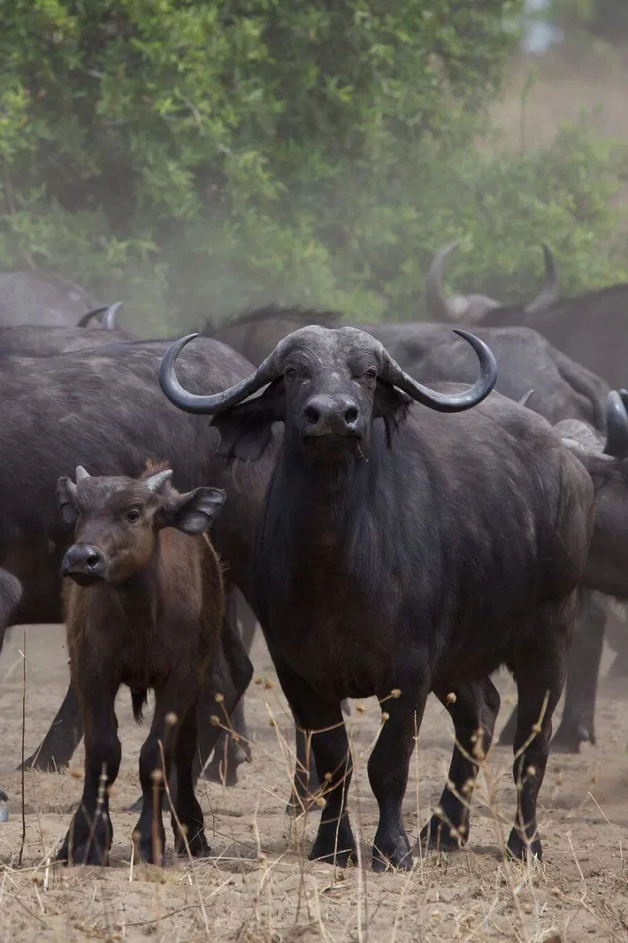 Mandria di bufali durante un safari fotografico a Katavi nella Tanzania remota