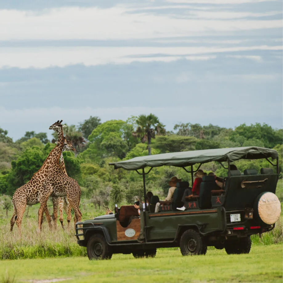 Osservazione delle giraffe nel Parco Nazionale di Katavi mantenendo la corretta distanza da un veicolo aperto