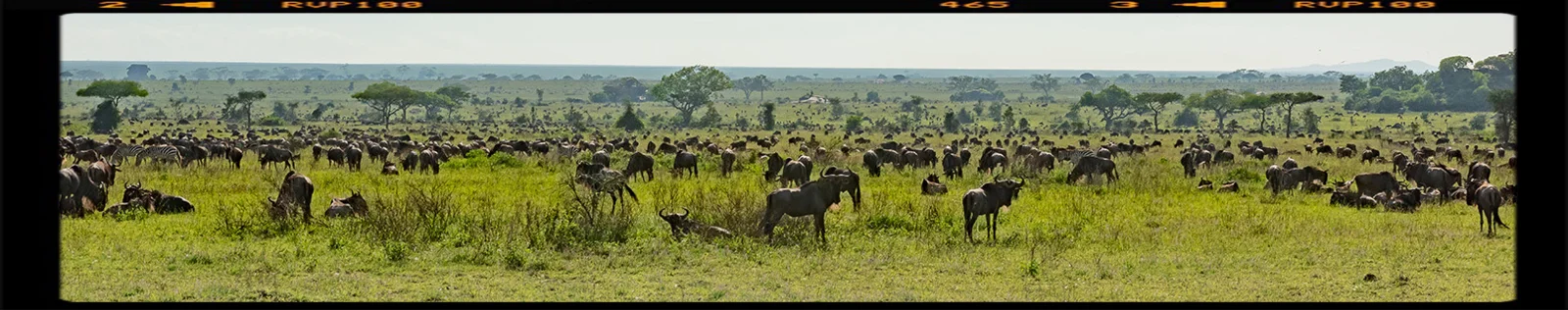 La grande migrazione durante la stagione delle nascite nel sud del Serengeti nell'area di Ndutu