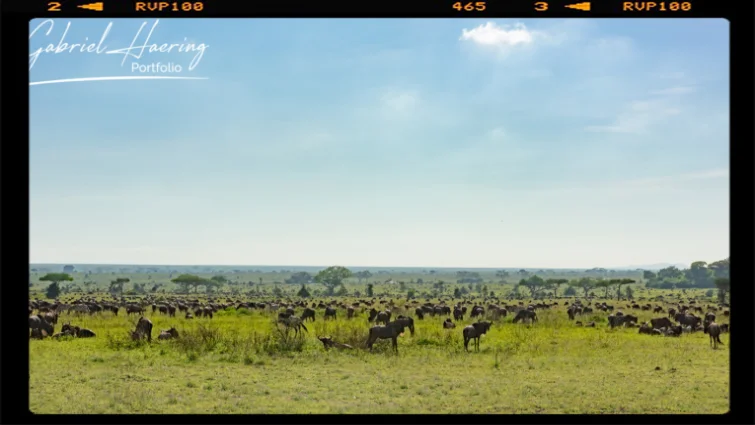 La grande migrazione del Serengeti in Tanzania nel periodo delle nascite in gennaio con predatori ed erba fresca in abbondanza