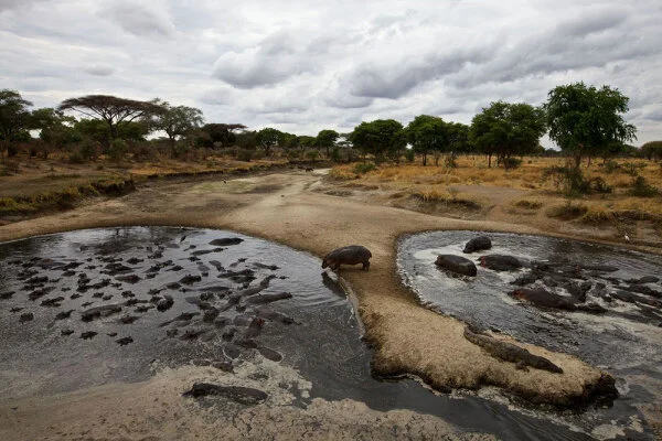 Katavi e le sue "piscine" di ippopotami che si restringono sempre piu' durante la stagione secca. Paesaggi unici e nessuna folla durante il safari fotografico