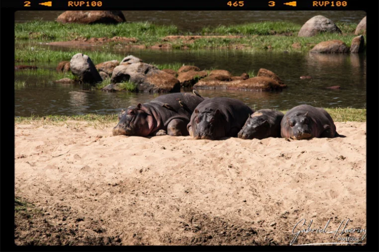 Una famiglia di ippopotami con piccoli si riposano sulle sponde del fiume Ruaha nel parco nazionale di Ruaha in Tanzania