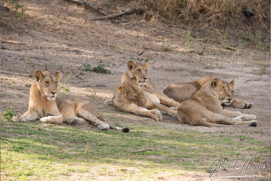Un gruppo di leonesse si rilassa all'ombra nel parco nazionale di Ruaha nella Tanzania meridionale