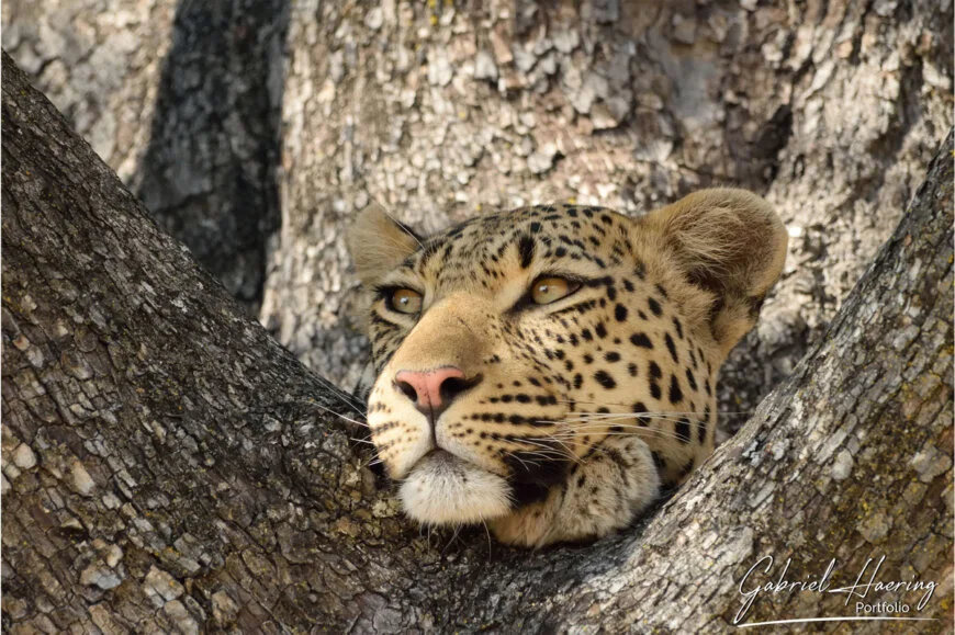 Fotografia di un giovane leopardo su un albero nel Delta dell’Okavango, Botswana