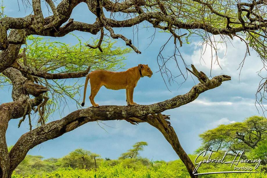 Leonessa durante una scena di safari fotografico nella stagione delle nascite della Grande Migrazione in Tanzania settentrionale