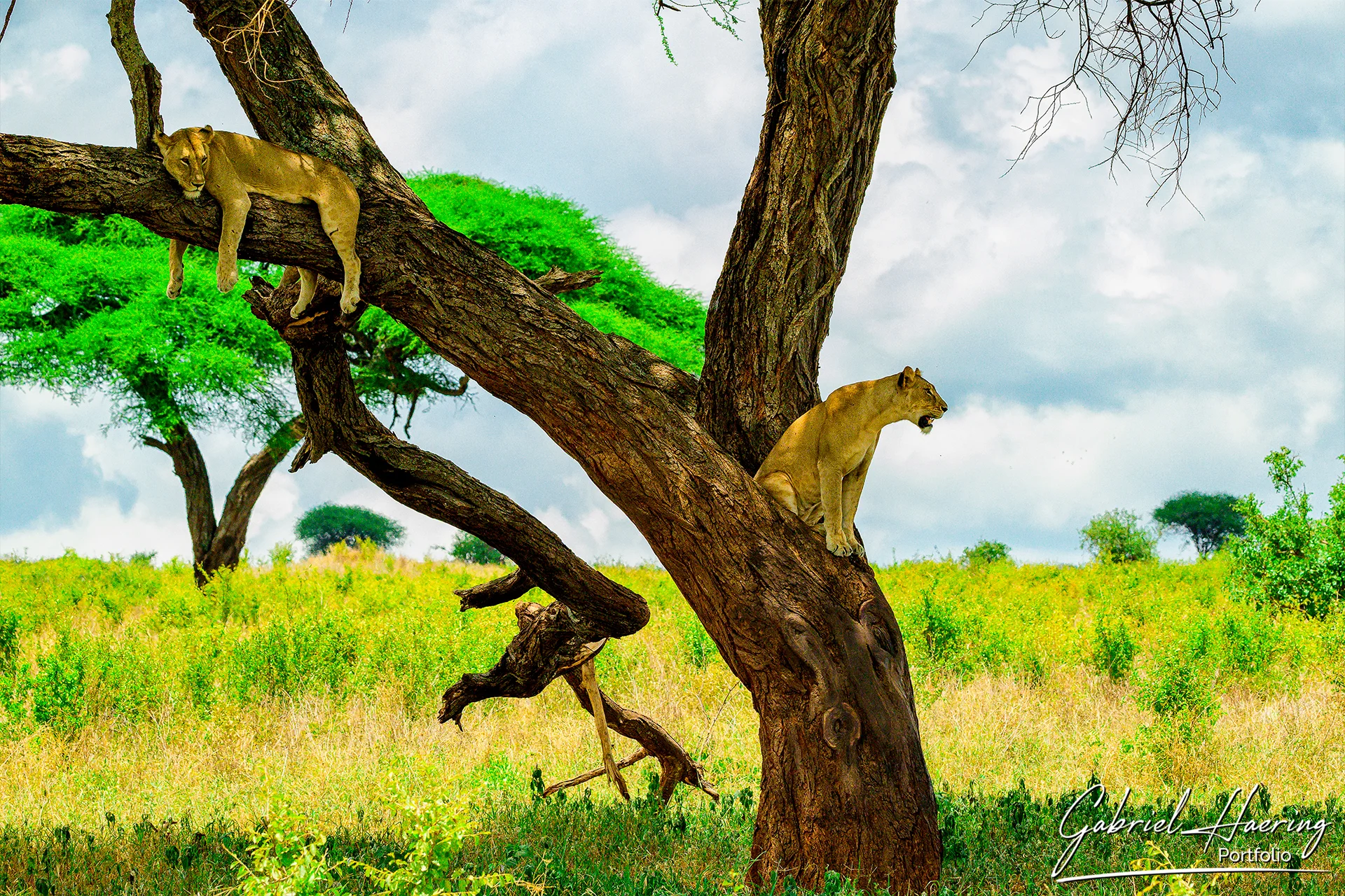 Leoni sugli alberi nel Parco Nazionale del Tarangire durante un safari fotografico nella Tanzania settentrionale