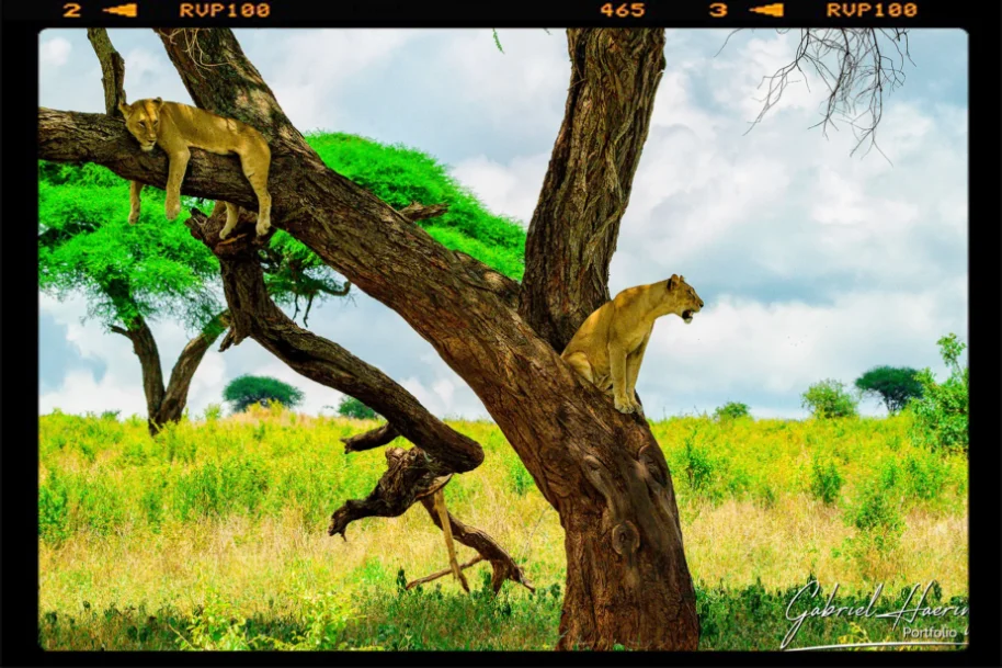 Il verde lussureggiante , i cieli con le nuvole e due leonesse su un albero a riposarsi e osservare i dintornni nel parco del Tarangire durante un safari fotografico