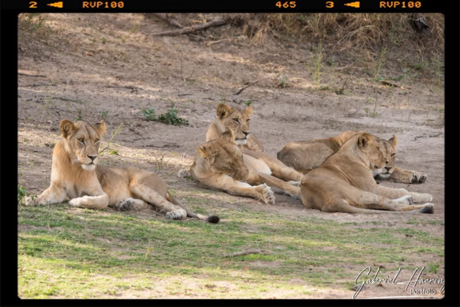 Un gruppo di leonesse si riposa all'ombra osservando il paesaggio nel primo pomeriggio nel parco di Ruaha