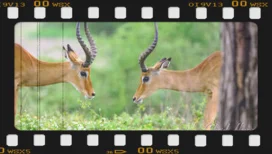 Due maschi di Impala si affrontano per lottare a Ndutu durante un safari fotografico in Tanzania