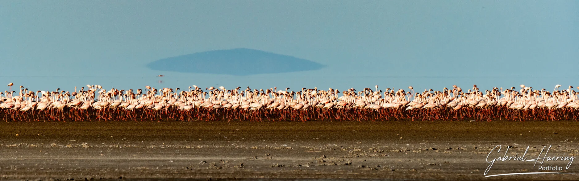 Un grande stormo di flamingo rosa cammina sulle sponde del Lago Natron sullo sfondo in Tanzania