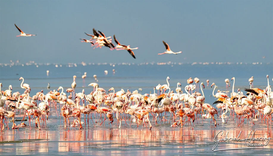 Fenicotteri minori fotografati nelle acque basse del Lago Natron