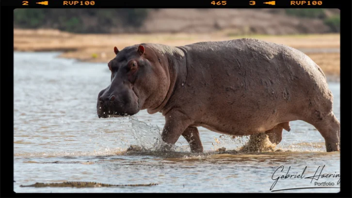 Un imponente Ippopotamo si tuffa nel fiume Rufiji nel parco nazionale di Nyerere in Tanzania