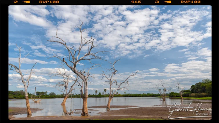 Una acquila pescatrice si trova su un albero morto sulle rive del fiumd Rufiji nel parco nazionale di Nyerere