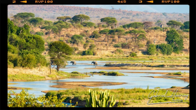 Una coppia di elefanti attraversa in lontanza il Ruaha River nel parco nazionale di Ruaha in Tanzania