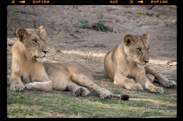 Una coppia di leonesse si rilassa all'ombra nel parco nazionale di Ruaha in Tanzania