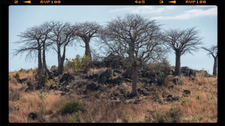 Il parco nazionale di Ruaha in Tanzania é conosciuto per il gran numero di Baobab qui mostrati