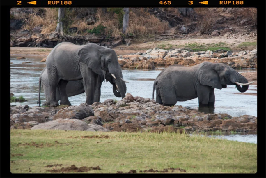 Due elefanti non lontano dalle leonesse si abbevera nel fiume Ruaha nel parco nazionale di Ruaha in Tanzania