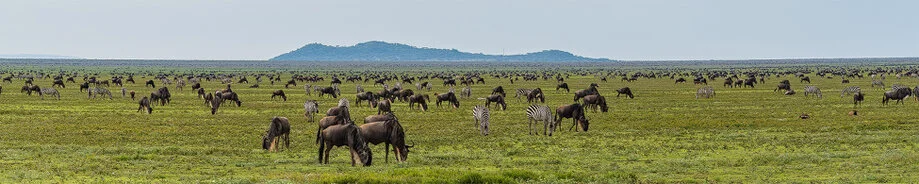 Mandria della Grande Migrazione durante la stagione delle nascite nelle pianure del Serengeti e di Ndutu in Tanzania