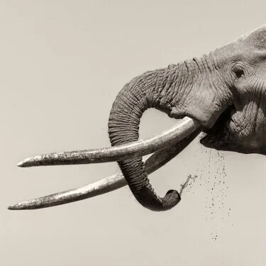 Dettaglio delle lunghe zanne di Craig, elefante tusker africano in bianco e nero
