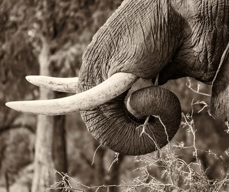 Dettaglio di zanne e proboscide di elefante africano in fotografia fine art seppia