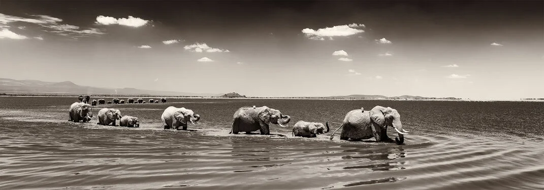 Famiglia di elefanti africani attraversa l’acqua in una fotografia fine art in bianco e nero seppia