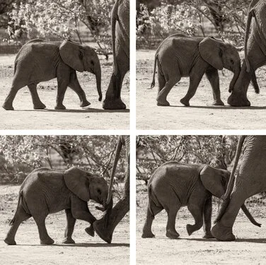 Sequenza fotografica di un cucciolo di elefante africano che cammina accanto alla madre