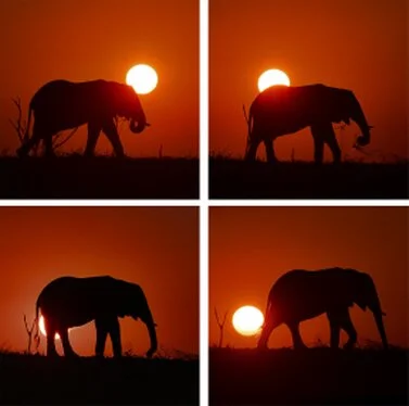 Silhouette di elefante africano al tramonto in una sequenza fotografica sul lago Kariba in Zimbabwe