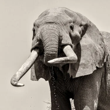 Ritratto in bianco e nero di Craig, grande elefante tusker africano