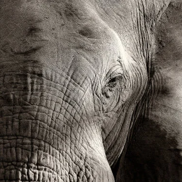 Dettaglio ravvicinato dell’occhio di un elefante africano in fotografia bianco e nero