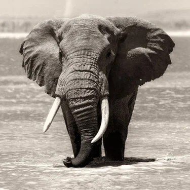 Matriarca elefante africano fotografato in bianco e nero durante un safari wildlife in Africa