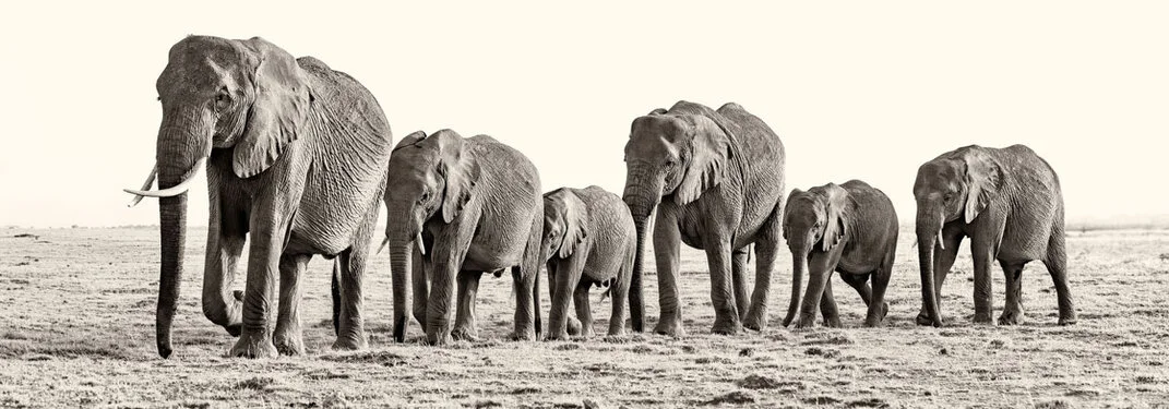 Famiglia di elefanti africani in cammino nella savana in fotografia bianco e nero seppia