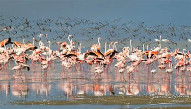 Grande gruppo di fenicotteri minori nelle acque del Lago Natron in Tanzania