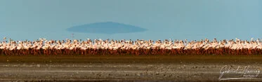 Fenicotteri minori in lontananza sulle acque basse del Lago Natron in Tanzania