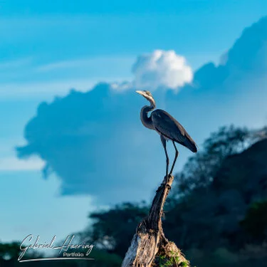 Airone posato su un tronco nel paesaggio del Mkomazi National Park in Tanzania