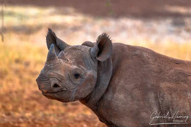 Rinoceronte nero nel santuario di Mkomazi durante un safari fotografico in Tanzania