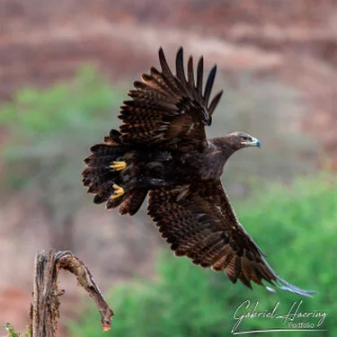 Acquila in volo nel Mkomazi National Park durante un safari fotografico wildlife